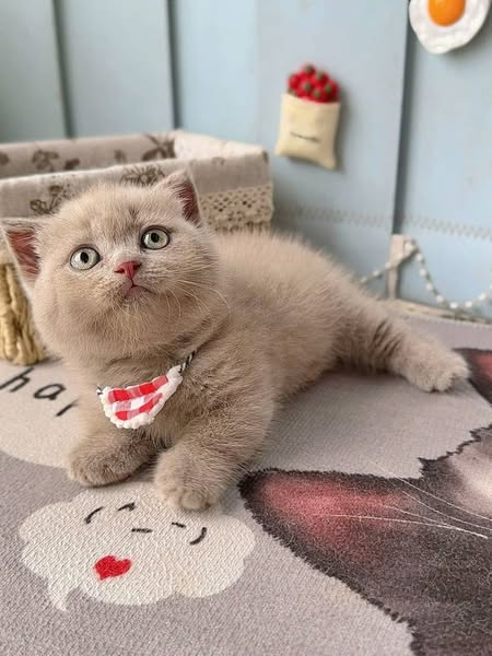 Munchkin Fold