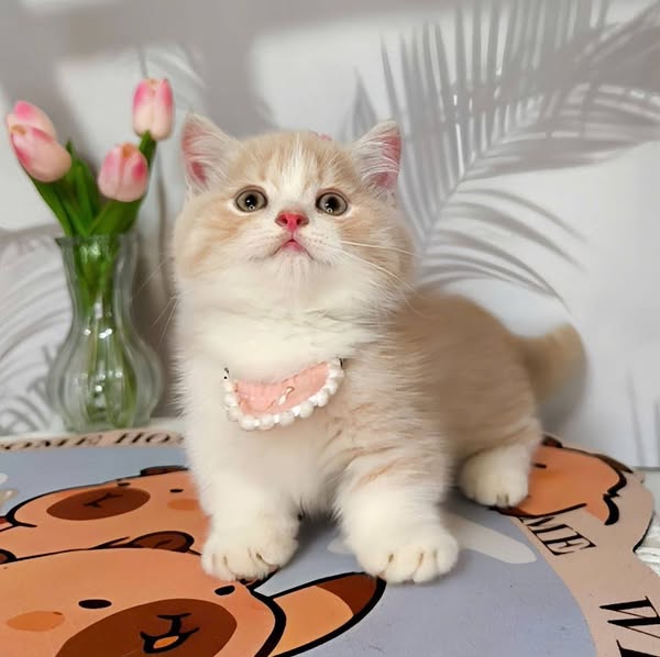 Munchkin