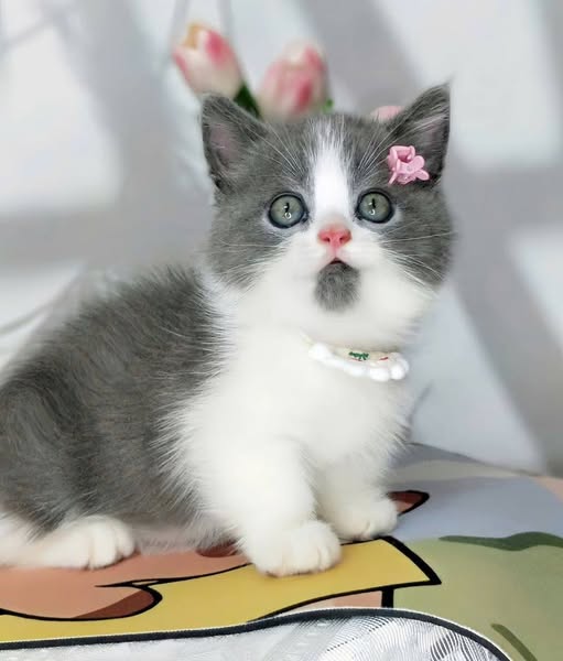 Munchkin