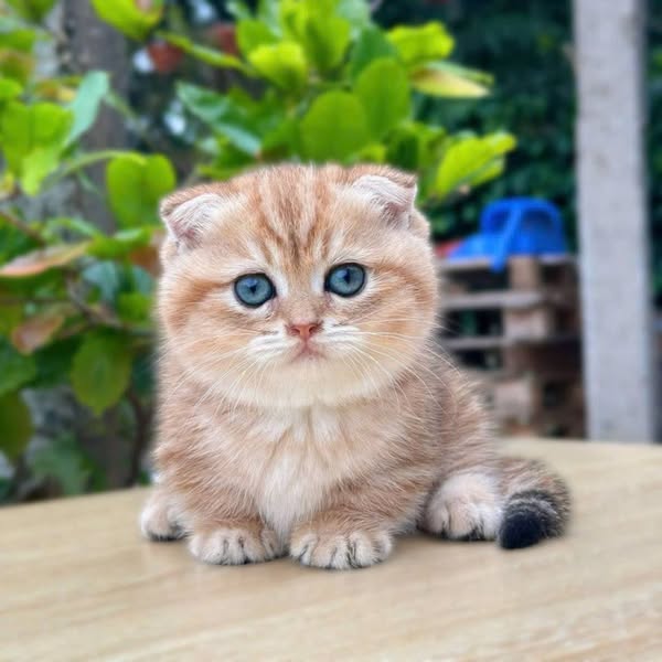 Munchkin Fold