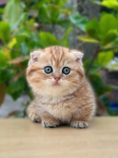 Munchkin Fold