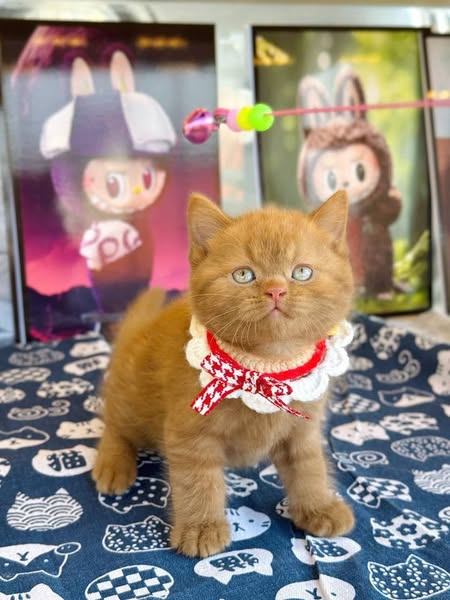 British Shorthair