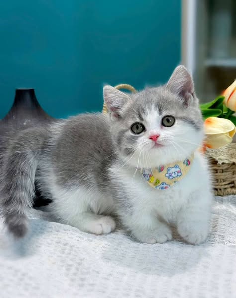 Munchkin