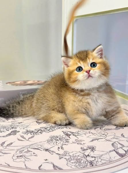 Munchkin