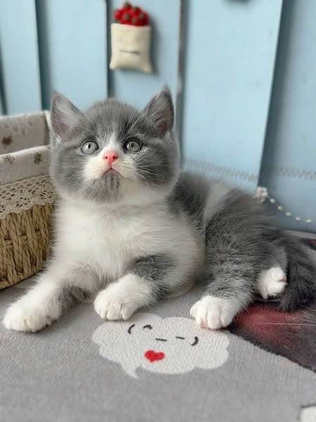 British Shorthair