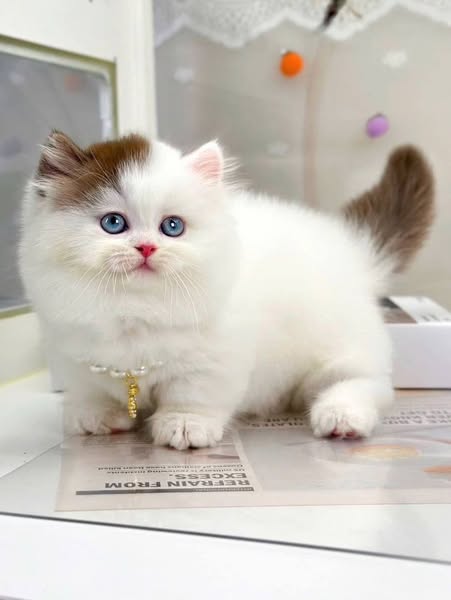 Munchkin Longhair