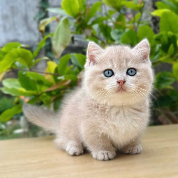 Munchkin