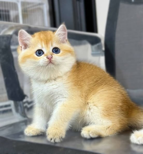 British Shorthair