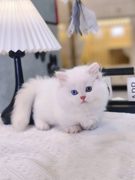 Munchkin Longhair