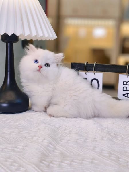 Munchkin Longhair