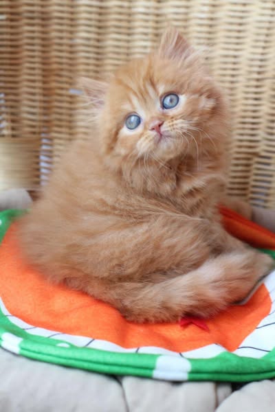 British Longhair