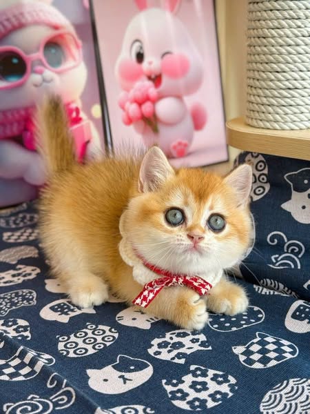 British Shorthair