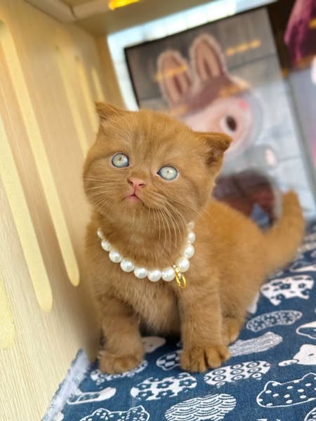 Scottish Fold
