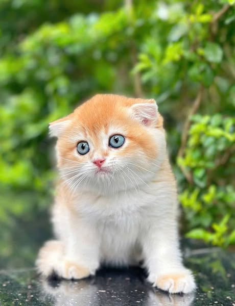Scottish Fold