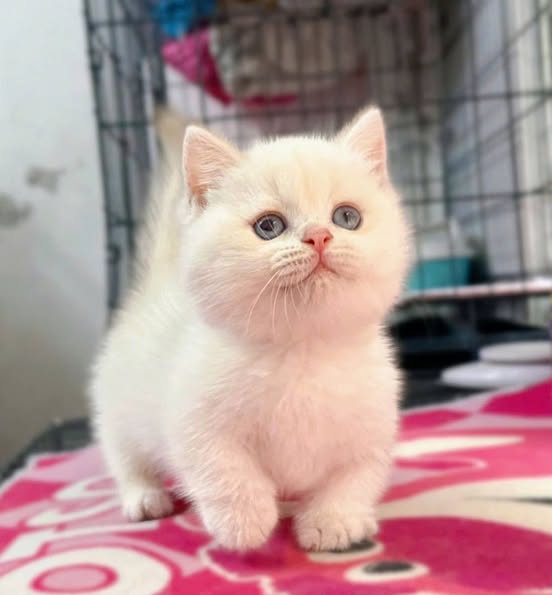 Munchkin