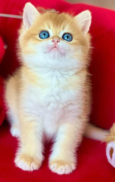 British Shorthair