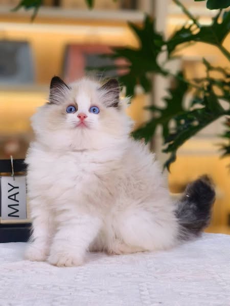 Ragdoll