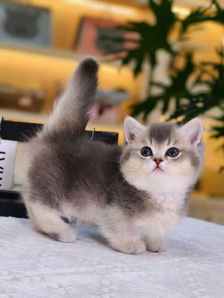 Munchkin