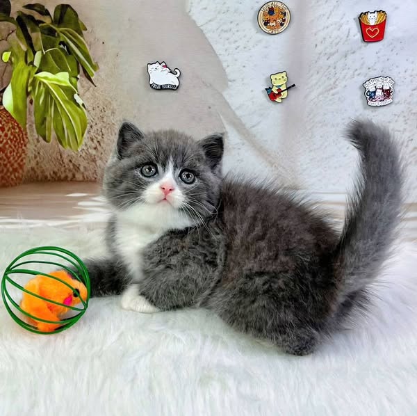 British Shorthair
