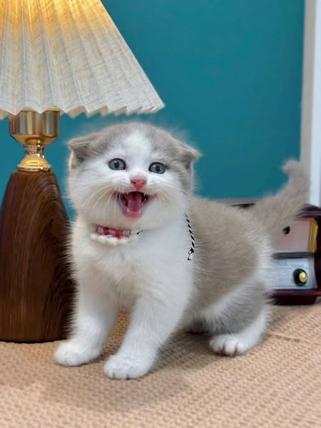 Scottish Fold