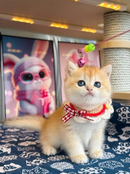 British Shorthair