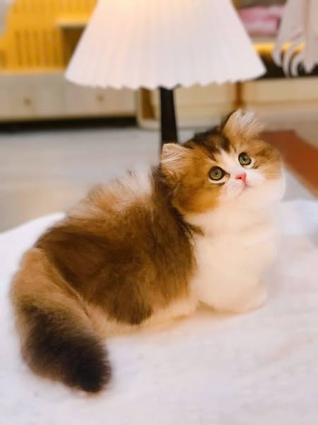 Munchkin Longhair