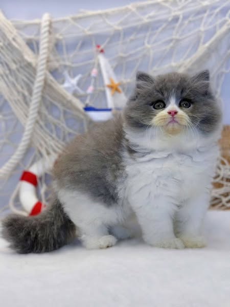 British Longhair
