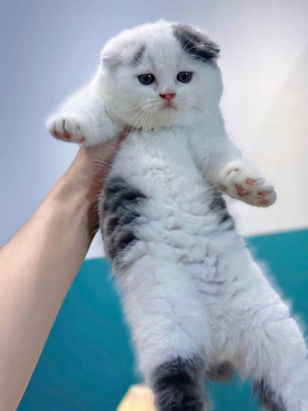 Scottish Fold