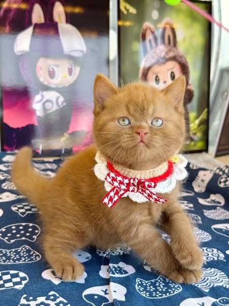 British Shorthair