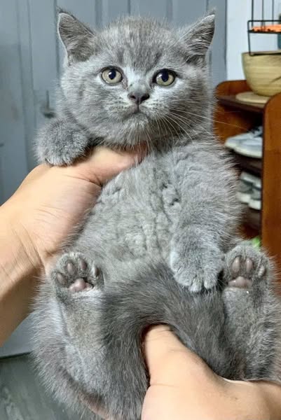 British Shorthair