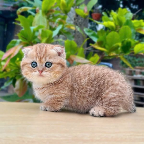 Munchkin Fold