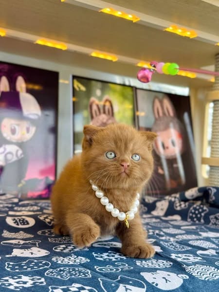 Scottish Fold