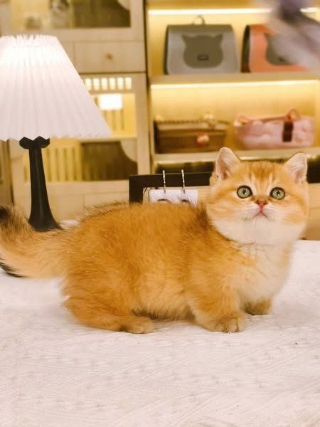 Munchkin