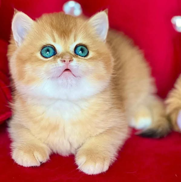 British Shorthair