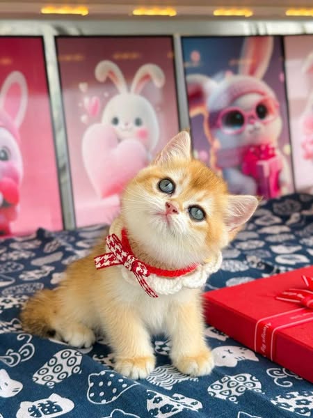British Shorthair