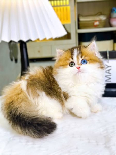 Munchkin Longhair