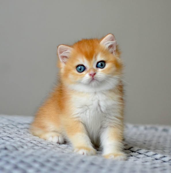 British Shorthair