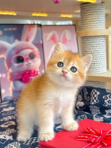 British Shorthair