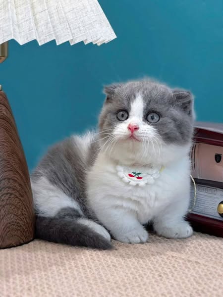 Munchkin Fold