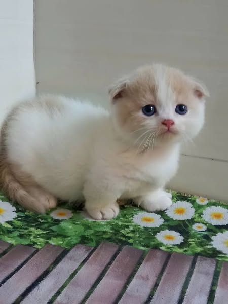 Munchkin Fold