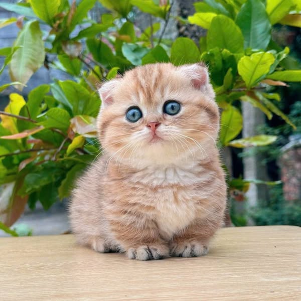 Munchkin Fold