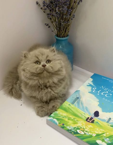 British Longhair