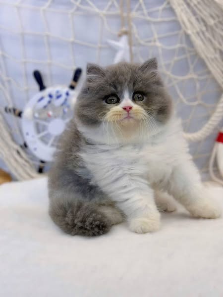 British Longhair