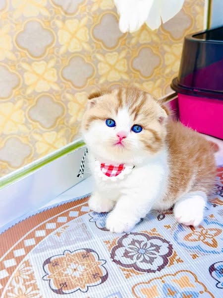 Munchkin Fold