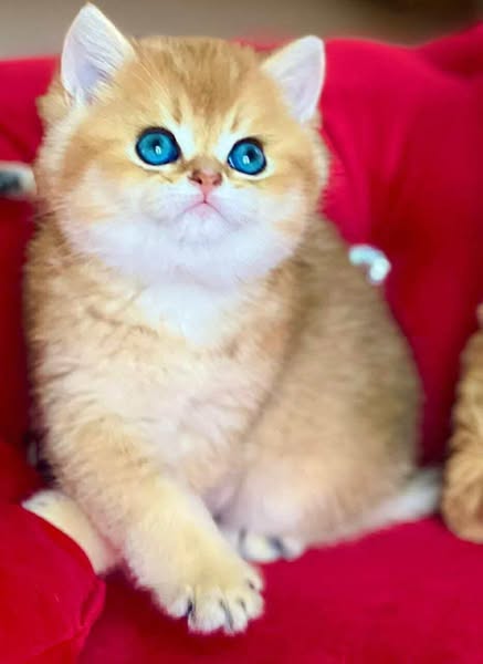 British Shorthair