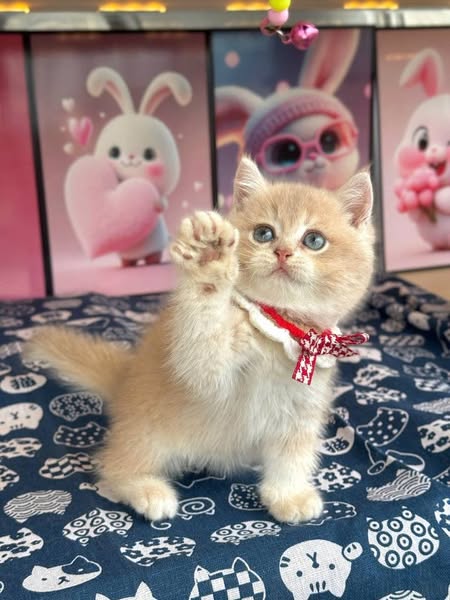 British Shorthair