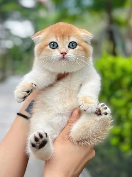 Scottish Fold
