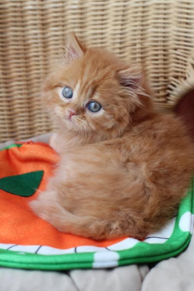British Longhair