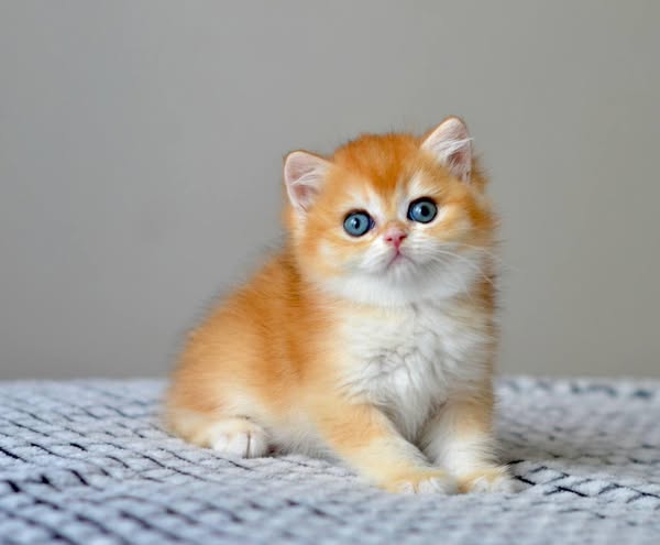 British Shorthair