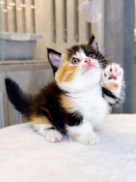 Munchkin